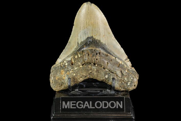 Fossil Megalodon Tooth - North Carolina #109820